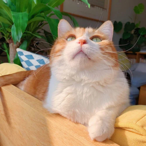 小小拗女性BBWⅩⅩⅩⅩ
